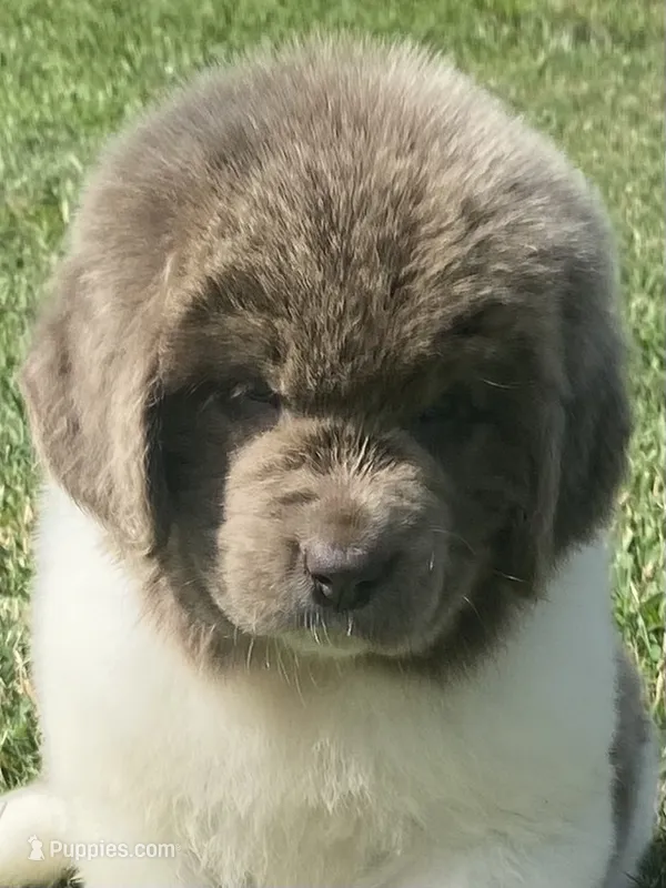 Bumble lee – Newfoundland puppy for sale in Waynesville, NC