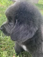 Gray grace****on hold **********, a female Newfoundland for sale in Waynesville, NC – 9 of 10