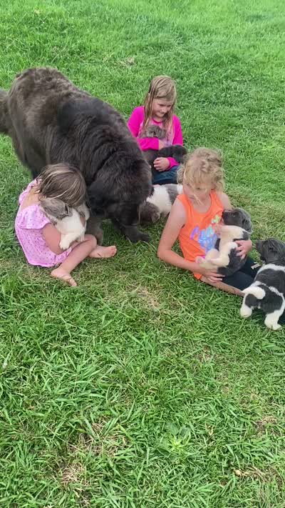 Bonnie brown , a female Newfoundland for sale in Waynesville, NC – 9 of 10