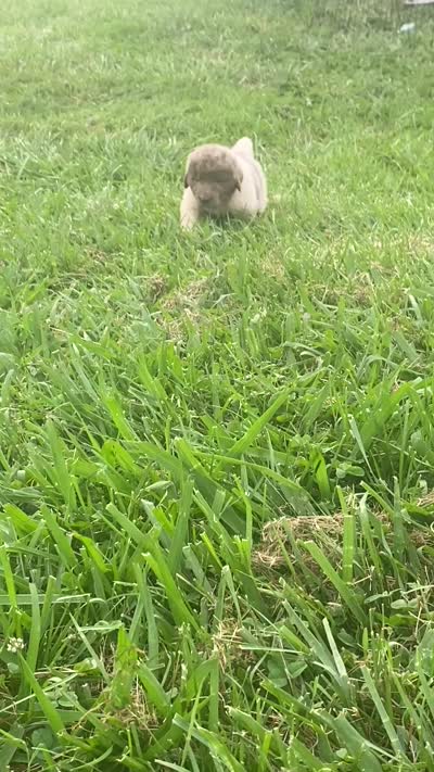 Bumble lee, a female Newfoundland for sale in Waynesville, NC – 9 of 9