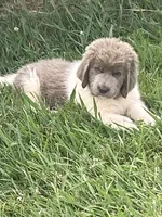 Little B, a female Newfoundland for sale in Waynesville, NC – 3 of 7