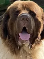 Gray grace, a female Newfoundland for sale in Waynesville, NC – 1 of 10