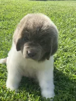 Bumble lee ******** on hold *************, a female Newfoundland for sale in Waynesville, NC – 7 of 10