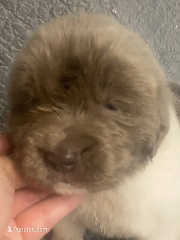 Bumble lee – Newfoundland puppy for sale in Waynesville, NC