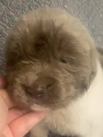 Bumble lee, a female Newfoundland for sale in Waynesville, NC – 1 of 9