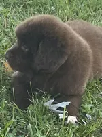 Bonnie brown ***********sold *************, a female Newfoundland for sale in Waynesville, NC – 9 of 10
