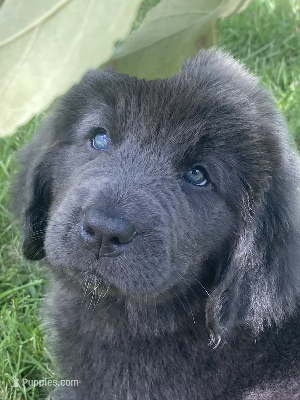 Gray grace – Newfoundland puppy for sale in Waynesville, NC