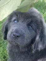 Gray grace****on hold **********, a female Newfoundland for sale in Waynesville, NC – 2 of 10