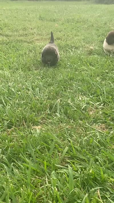 Gray grace, a female Newfoundland for sale in Waynesville, NC – 10 of 10