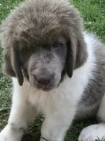 Little B*******sold *********, a female Newfoundland for sale in Waynesville, NC – 8 of 10