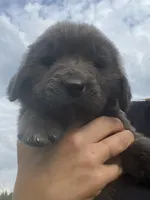 Gray grace, a female Newfoundland for sale in Waynesville, NC – 4 of 10