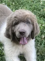Little B*******sold *********, a female Newfoundland for sale in Waynesville, NC – 2 of 10