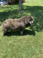 Bonnie brown , a female Newfoundland for sale in Waynesville, NC – 8 of 10