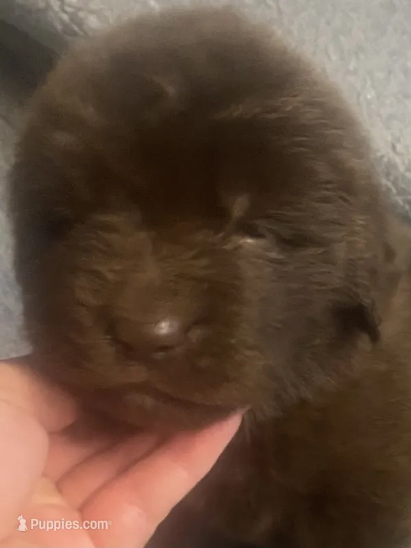 Bonnie brown  – Newfoundland puppy for sale in Waynesville, NC