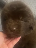 Bonnie brown , a female Newfoundland for sale in Waynesville, NC – 1 of 10