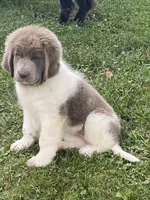 Little B*******sold *********, a female Newfoundland for sale in Waynesville, NC – 9 of 10