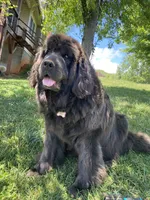 Little B, a female Newfoundland for sale in Waynesville, NC – 7 of 7