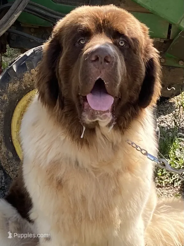 Gray grace – Newfoundland puppy for sale in Waynesville, NC