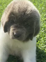Bumble lee ******** on hold *************, a female Newfoundland for sale in Waynesville, NC – 8 of 10