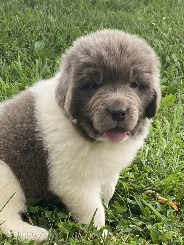 Bumble lee – Newfoundland puppy for sale in Waynesville, NC