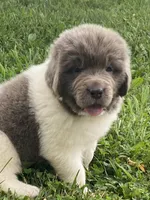 Bumble lee ******** on hold *************, a female Newfoundland for sale in Waynesville, NC – 3 of 10