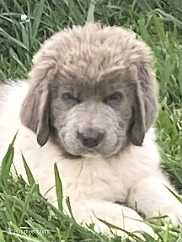 Little B – Newfoundland puppy for sale in Waynesville, NC