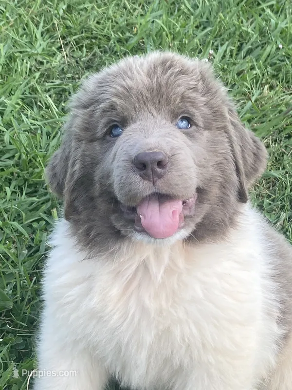 Bumble lee – Newfoundland puppy for sale in Waynesville, NC