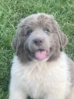 Bumble lee ******** on hold *************, a female Newfoundland for sale in Waynesville, NC – 1 of 10