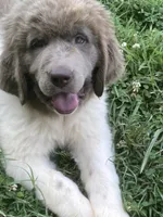 Little B*******sold *********, a female Newfoundland for sale in Waynesville, NC – 7 of 10