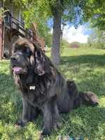 Bumble lee, a female Newfoundland for sale in Waynesville, NC – 2 of 10