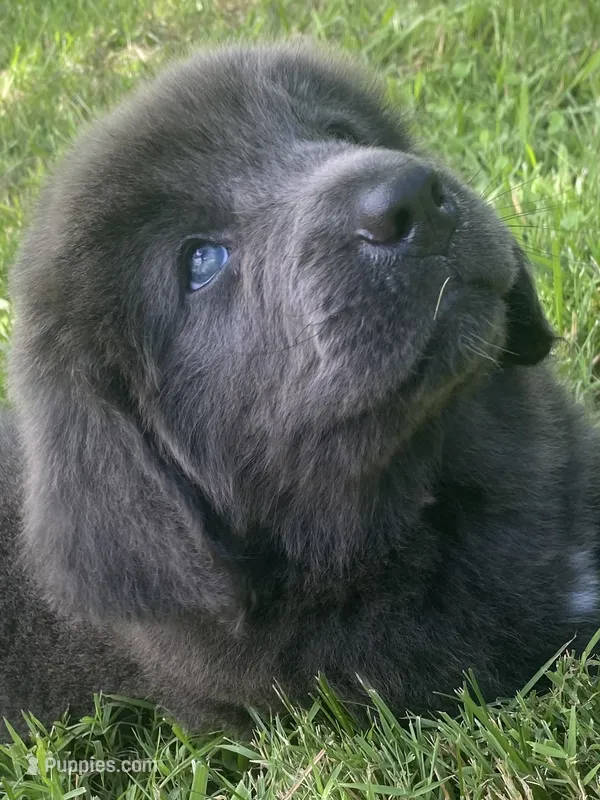 Gray grace – Newfoundland puppy for sale in Waynesville, NC