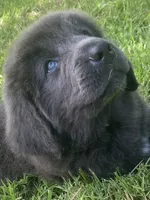 Gray grace****on hold **********, a female Newfoundland for sale in Waynesville, NC – 4 of 10