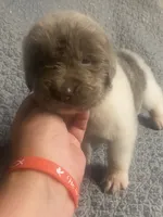 Bumble lee, a female Newfoundland for sale in Waynesville, NC – 2 of 9