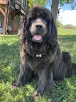 Gray grace, a female Newfoundland for sale in Waynesville, NC – 7 of 10