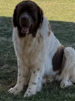 Bonnie brown , a female Newfoundland for sale in Waynesville, NC – 3 of 10