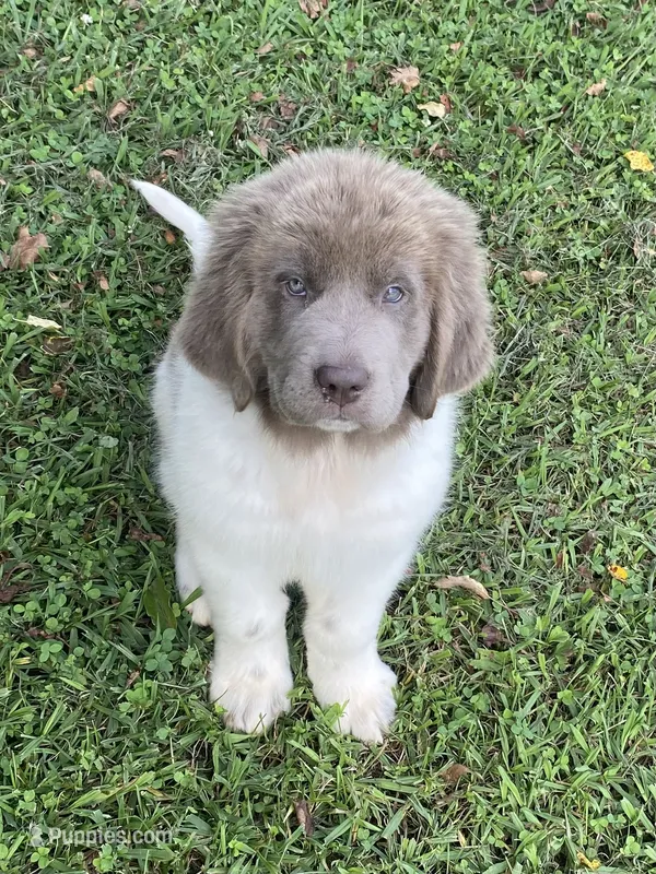 Little B – Newfoundland puppy for sale in Waynesville, NC