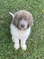 Little B*******sold *********, a female Newfoundland for sale in Waynesville, NC – 1 of 10