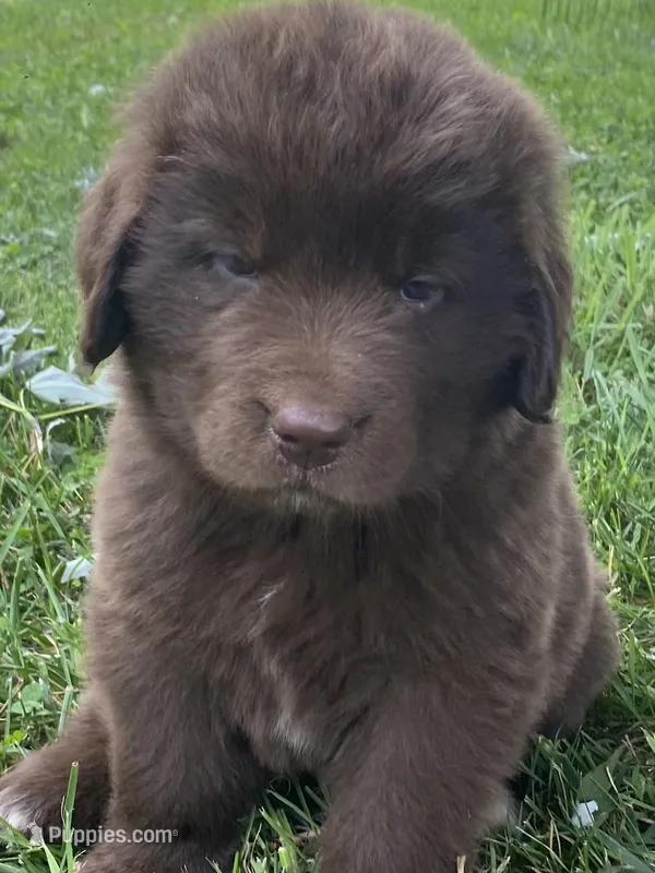 Bonnie brown  – Newfoundland puppy for sale in Waynesville, NC