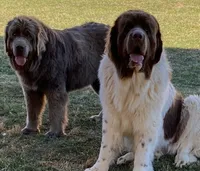 Bumble lee, a female Newfoundland for sale in Waynesville, NC – 5 of 9