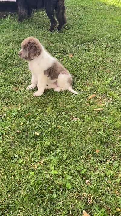 Little B*******sold *********, a female Newfoundland for sale in Waynesville, NC – 10 of 10
