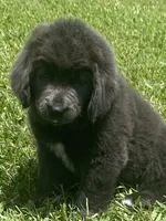 Gray grace****on hold **********, a female Newfoundland for sale in Waynesville, NC – 3 of 10