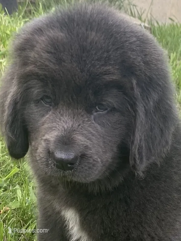 Gray grace – Newfoundland puppy for sale in Waynesville, NC