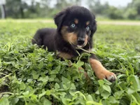 Laramie, a female Australian Shepherd for sale in Stockdale, TX – 3 of 8