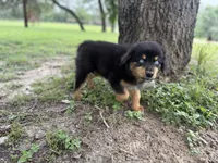 Laramie, a female Australian Shepherd for sale in Stockdale, TX – 8 of 8