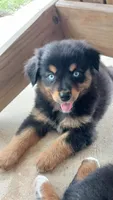Laramie, a female Australian Shepherd for sale in Stockdale, TX – 1 of 8
