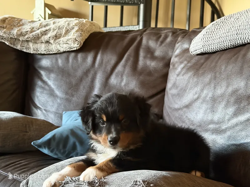 Beaux – Australian Shepherd puppy for sale in Stockdale, TX