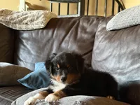 Beaux, a male Australian Shepherd for sale in Stockdale, TX – 1 of 9