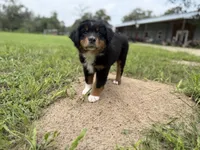 Beaux, a male Australian Shepherd for sale in Stockdale, TX – 7 of 9
