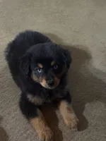 Laramie, a female Australian Shepherd for sale in Stockdale, TX – 5 of 8