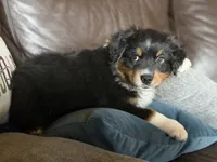 Beaux, a male Australian Shepherd for sale in Stockdale, TX – 3 of 9